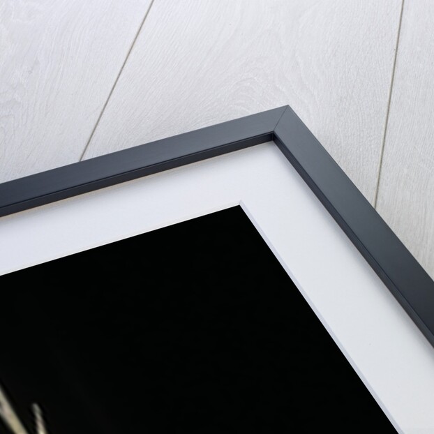 Indocalamus latifolius (bamboo) - shoot by Anonymous