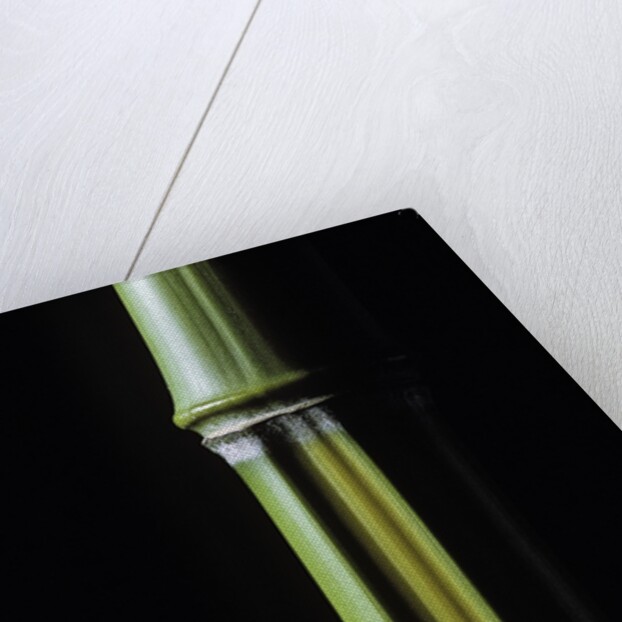 Phyllostachys arcana 'Luteosulcata' (bamboo) by Anonymous