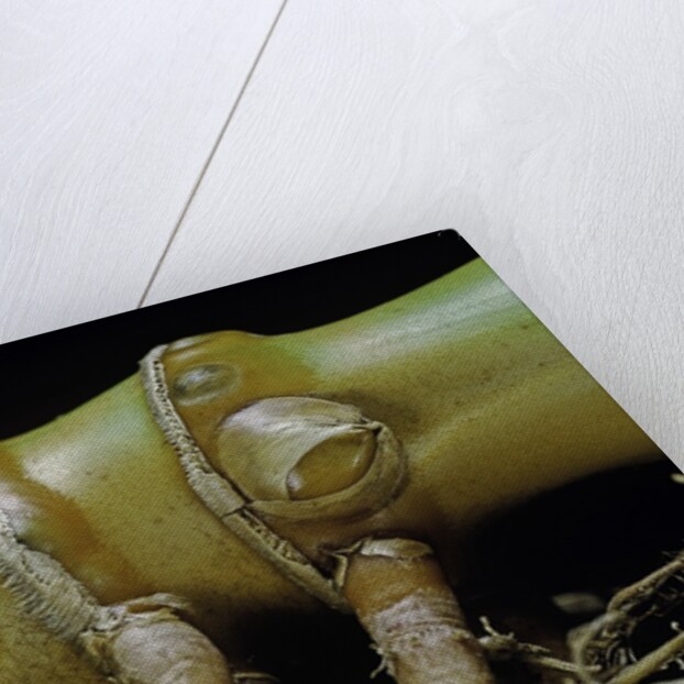 Phyllostachys aurea (golden bamboo, fish-pole bamboo) - rhizome bud by Anonymous