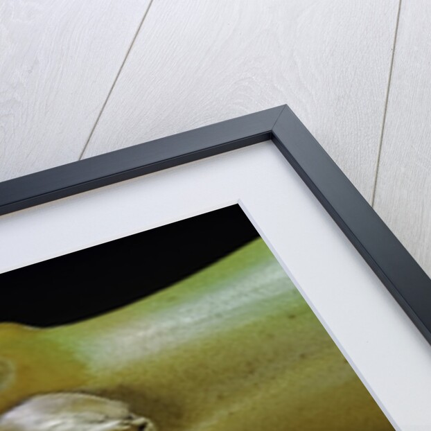 Phyllostachys aurea (golden bamboo, fish-pole bamboo) - rhizome bud by Anonymous