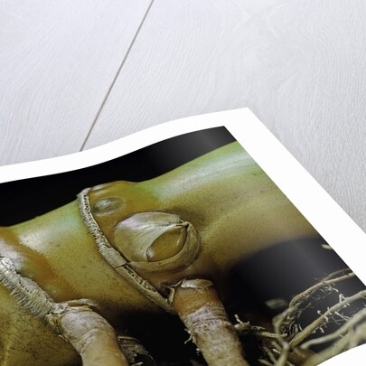 Phyllostachys aurea (golden bamboo, fish-pole bamboo) - rhizome bud by Anonymous