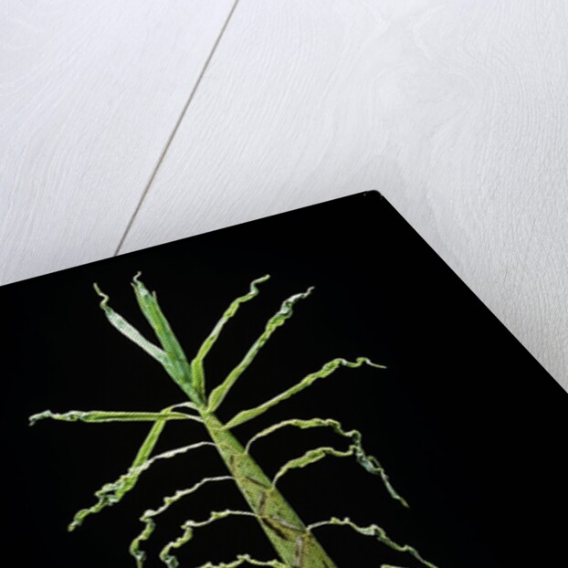 Phyllostachys aurea (golden bamboo, fish-pole bamboo) - shoot by Anonymous
