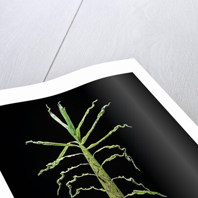 Phyllostachys aurea (golden bamboo, fish-pole bamboo) - shoot by Anonymous