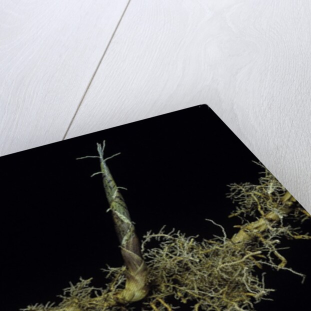 Phyllostachys aurea (golden bambou, fish-pole bamboo) - shoot on rhizome by Anonymous