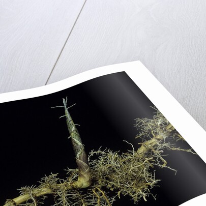 Phyllostachys aurea (golden bambou, fish-pole bamboo) - shoot on rhizome by Anonymous
