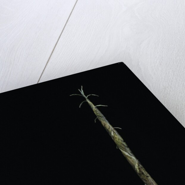 Phyllostachys aurea (golden bambou, fish-pole bamboo) - shoot on rhizome by Anonymous