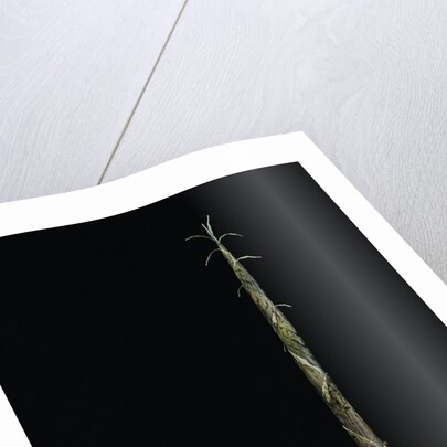 Phyllostachys aurea (golden bambou, fish-pole bamboo) - shoot on rhizome by Anonymous