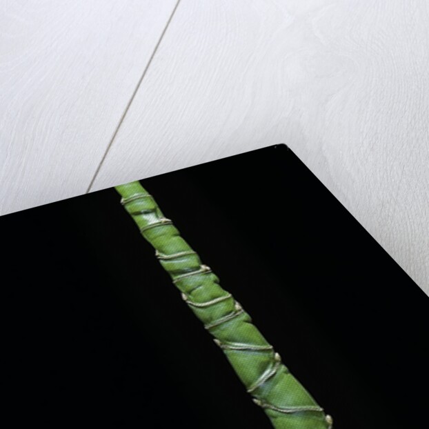 Phyllostachys aurea (golden bamboo, fish-pole bamboo) by Anonymous