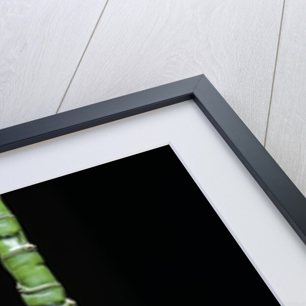 Phyllostachys aurea (golden bamboo, fish-pole bamboo) by Anonymous