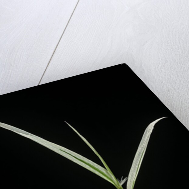 Phyllostachys aurea 'Albovariegata' (golden bamboo, fish-pole bamboo) by Anonymous