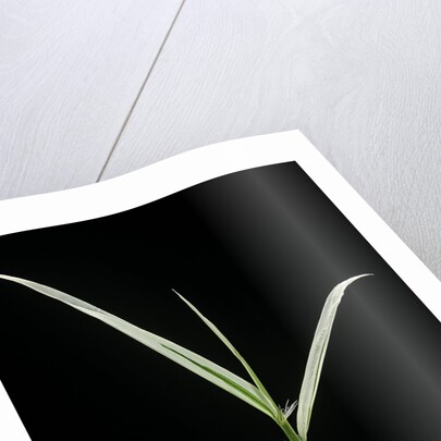 Phyllostachys aurea 'Albovariegata' (golden bamboo, fish-pole bamboo) by Anonymous