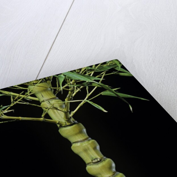 Phyllostachys aurea 'Holochrysa' (golden bamboo, fish-pole bamboo) by Anonymous