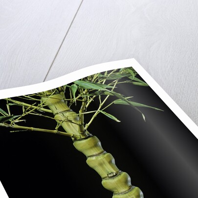 Phyllostachys aurea 'Holochrysa' (golden bamboo, fish-pole bamboo) by Anonymous