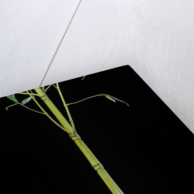 Phyllostachys aurea 'Holochrysa' (golden bamboo, fish-pole bamboo) by Anonymous