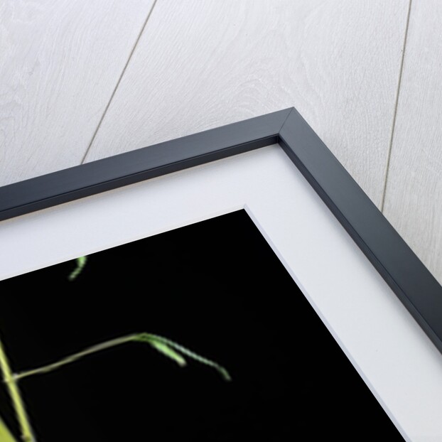 Phyllostachys aurea 'Holochrysa' (golden bamboo, fish-pole bamboo) by Anonymous