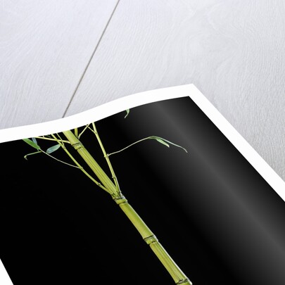 Phyllostachys aurea 'Holochrysa' (golden bamboo, fish-pole bamboo) by Anonymous