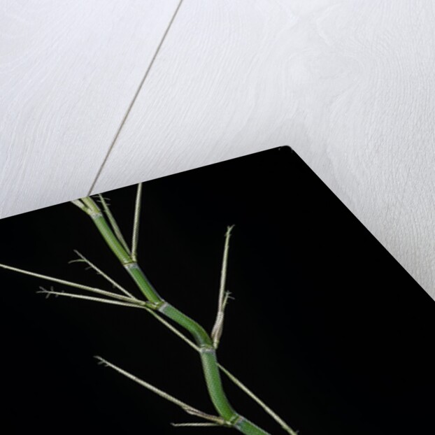 Phyllostachys aureosulcata (yellow groove bamboo) - young culm by Anonymous