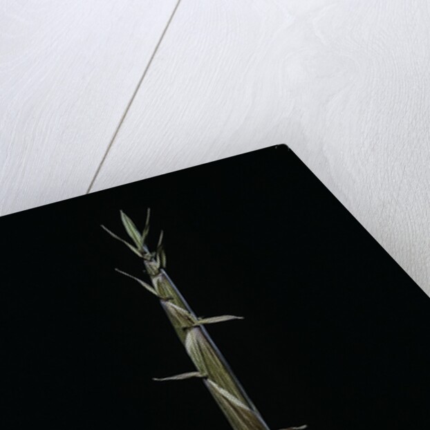 Phyllostachys aureosulcata (yellow groove bamboo) - shoot by Anonymous