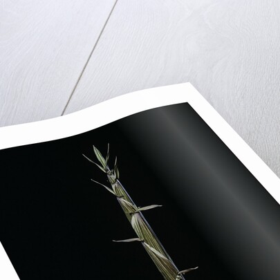 Phyllostachys aureosulcata (yellow groove bamboo) - shoot by Anonymous