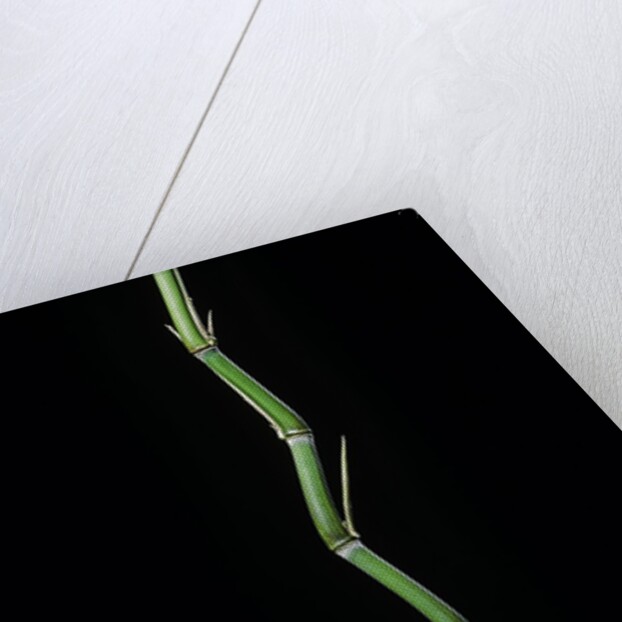 Phyllostachys aureosulcata (yellow groove bamboo) by Anonymous