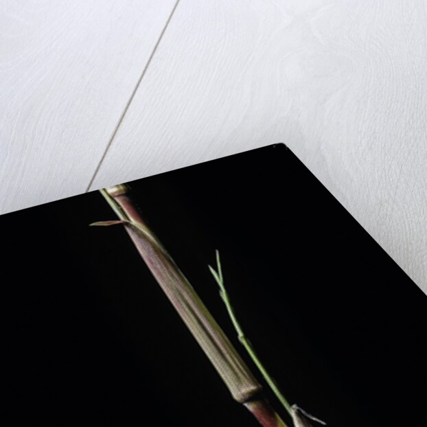 Phyllostachys aureosulcata 'Aureocaulis' (yellow groove bamboo) - shoot by Anonymous
