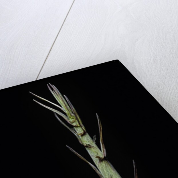 Phyllostachys aureosulcata 'Aureocaulis' (yellow groove bamboo) - shoot by Anonymous
