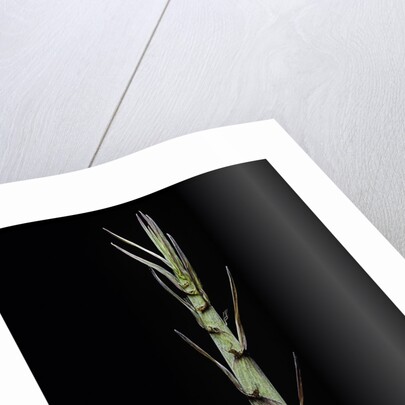 Phyllostachys aureosulcata 'Aureocaulis' (yellow groove bamboo) - shoot by Anonymous
