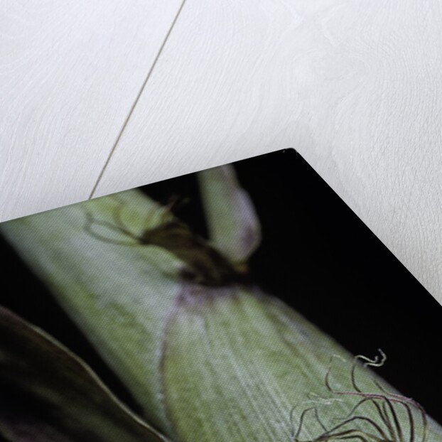 Phyllostachys aureosulcata 'Spectabilis' (showy yellow groove bamboo) - detail of the sheath by Anonymous