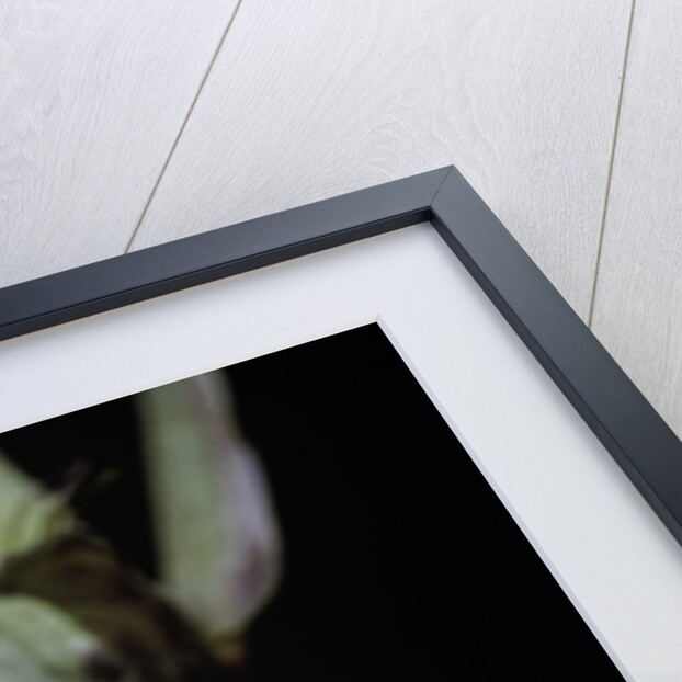 Phyllostachys aureosulcata 'Spectabilis' (showy yellow groove bamboo) - detail of the sheath by Anonymous