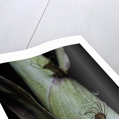 Phyllostachys aureosulcata 'Spectabilis' (showy yellow groove bamboo) - detail of the sheath by Anonymous