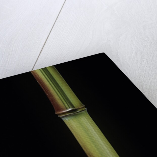 Phyllostachys aureosulcata 'Spectabilis' (showy yellow groove bamboo) by Anonymous