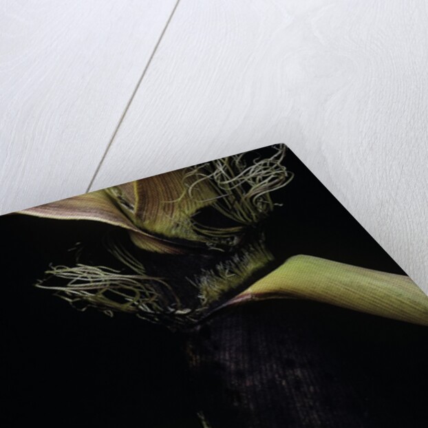 Phyllostachys bambusoides (Japanese timbler bamboo) - detail of the shoot by Anonymous