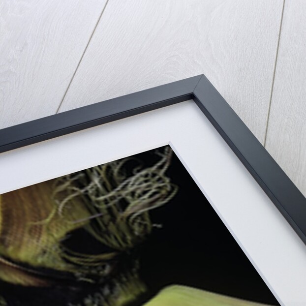 Phyllostachys bambusoides (Japanese timbler bamboo) - detail of the shoot by Anonymous