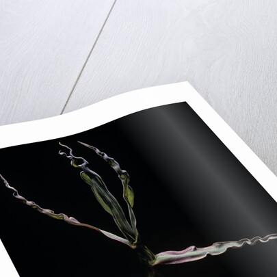 Phyllostachys bambusoides (Japanese timbler bamboo) - shoot by Anonymous