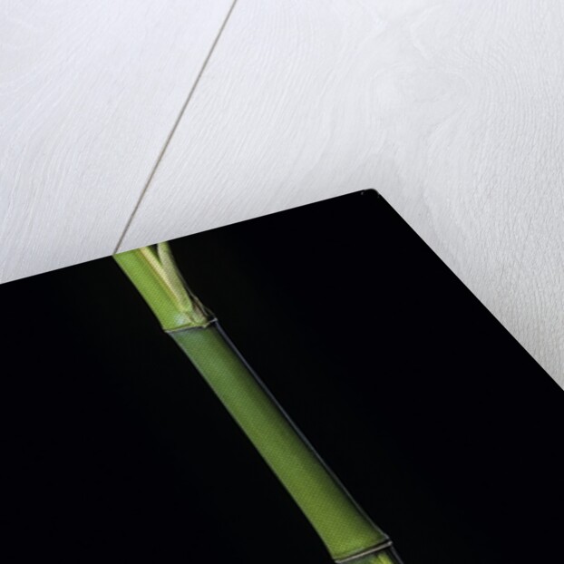 Phyllostachys bambusoides 'Castillioni-inversa' (Castillon bamboo) by Anonymous