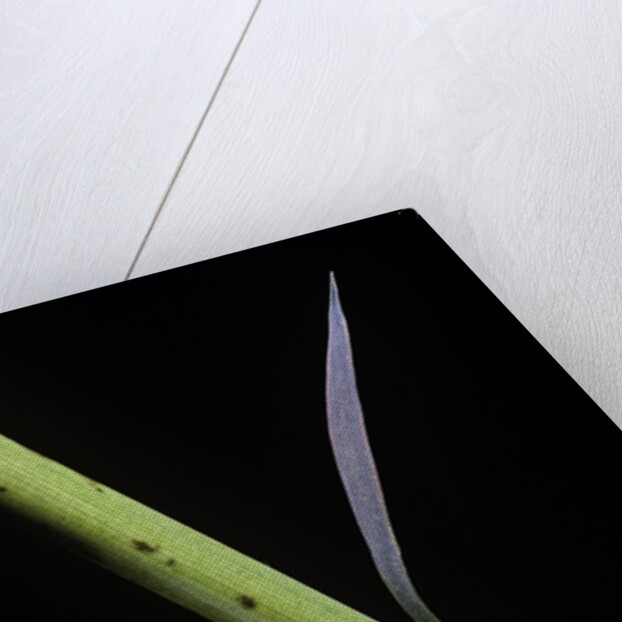 Phyllostachys bambusoides 'Castillioni-inversa' (Castillon bamboo) by Anonymous