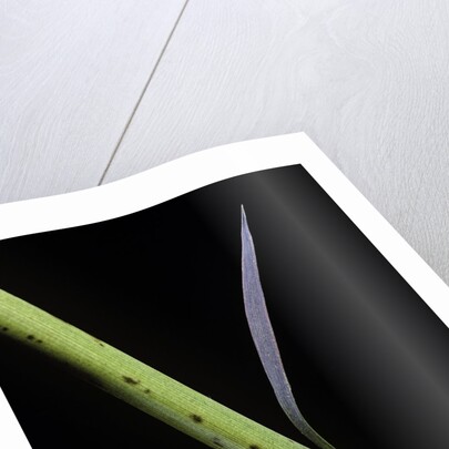 Phyllostachys bambusoides 'Castillioni-inversa' (Castillon bamboo) by Anonymous