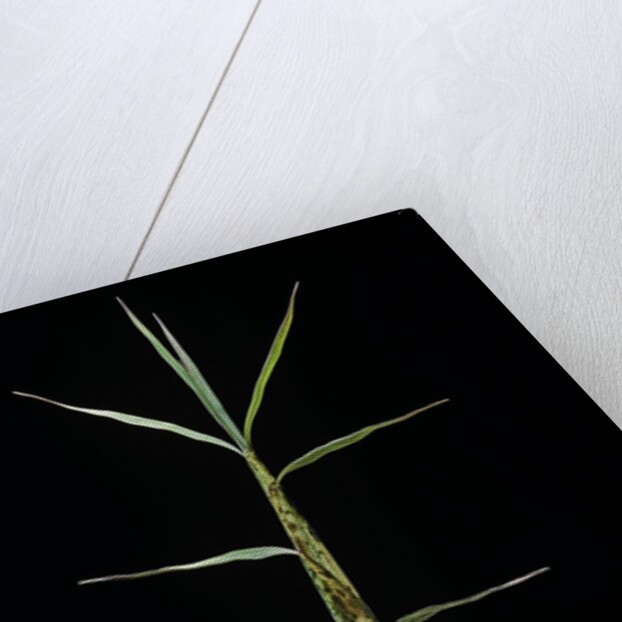 Phyllostachys bambusoides 'Castillonii' (Castillon bamboo) - shoot by Anonymous