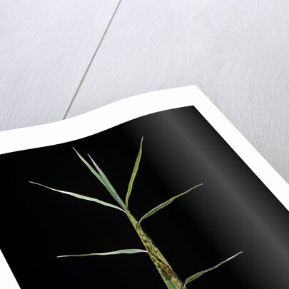 Phyllostachys bambusoides 'Castillonii' (Castillon bamboo) - shoot by Anonymous