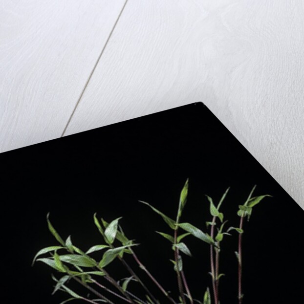 Phyllostachys bambusoides 'Castillonii' (Castillon bamboo) by Anonymous