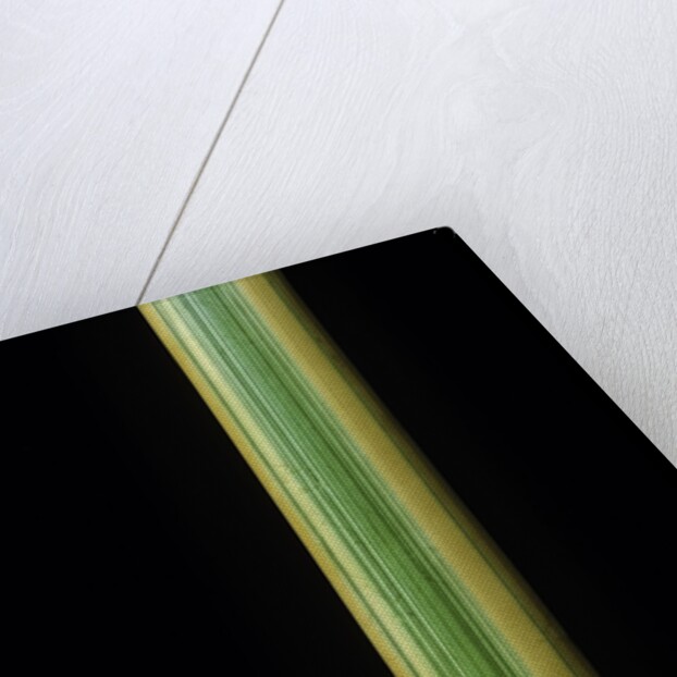 Phyllostachys bambusoides 'Castillonii' (Castillon bamboo) by Anonymous