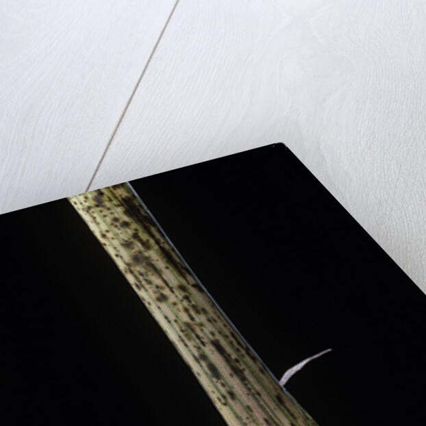 Phyllostachys bambusoides 'Holochrysa' (allgold bamboo) - young culm by Anonymous