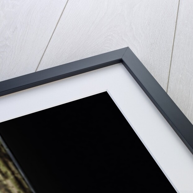 Phyllostachys bambusoides 'Holochrysa' (allgold bamboo) - young culm by Anonymous