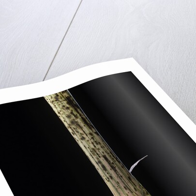 Phyllostachys bambusoides 'Holochrysa' (allgold bamboo) - young culm by Anonymous