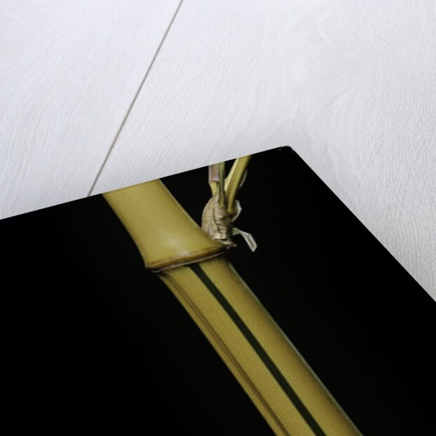 Phyllostachys bambusoides 'Holochrysa' (allgold bamboo) by Anonymous