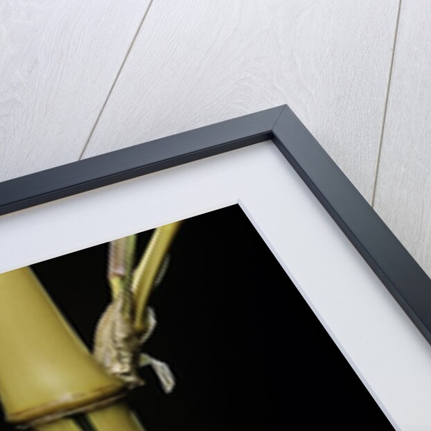 Phyllostachys bambusoides 'Holochrysa' (allgold bamboo) by Anonymous