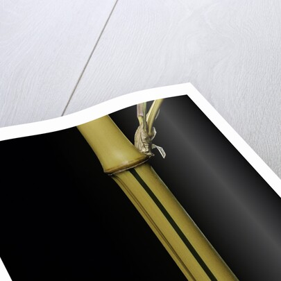 Phyllostachys bambusoides 'Holochrysa' (allgold bamboo) by Anonymous