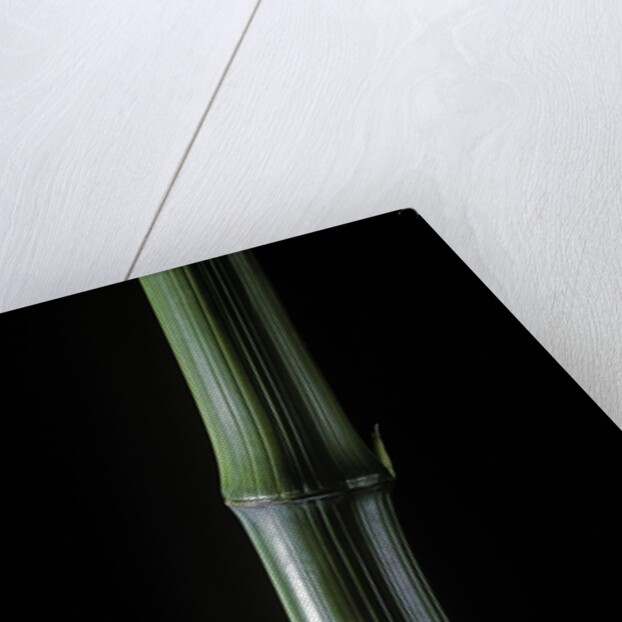 Phyllostachys bambusoides 'Marliacea' (Japanese timbler bamboo) by Anonymous