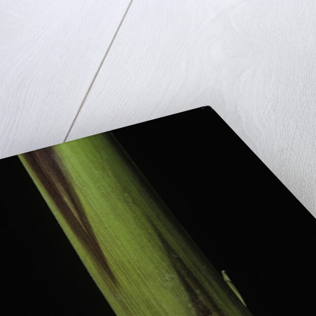 Phyllostachys bambusoides 'Violascens' (Japanese timbler bamboo) - young culm by Anonymous