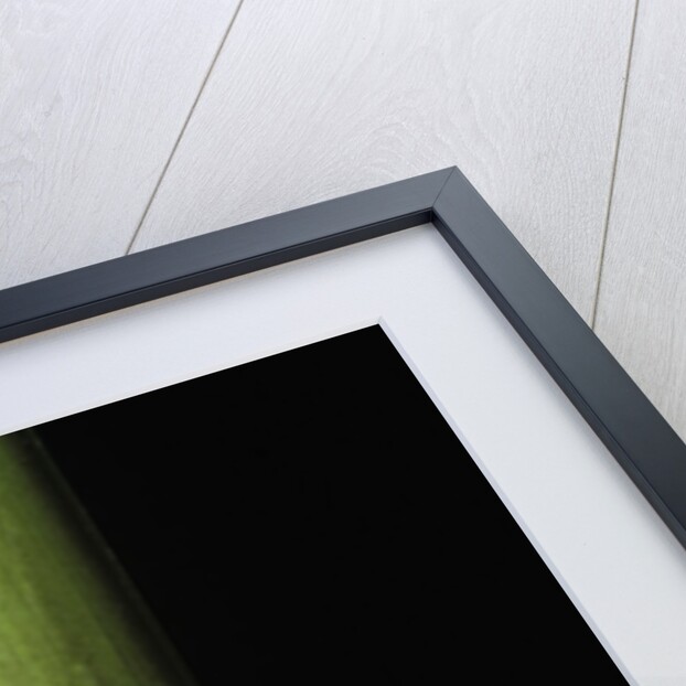 Phyllostachys bambusoides 'Violascens' (Japanese timbler bamboo) - young culm by Anonymous